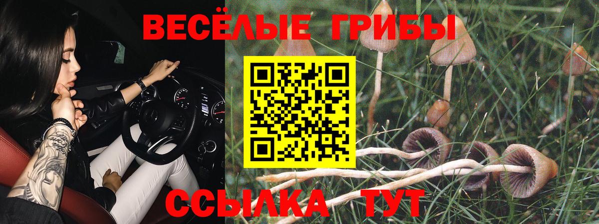 Галлюциногенные грибы Psilocybe Павловский Посад